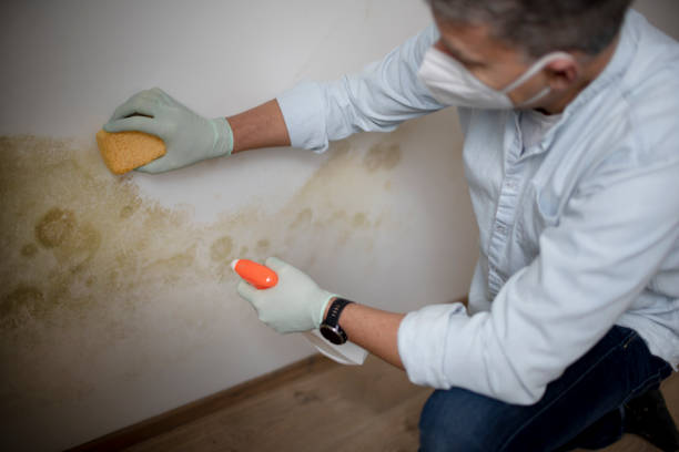 Best Emergency Mold Remediation in Liberty, IN