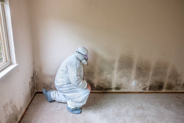 Best Black Mold Remediation in Liberty, IN